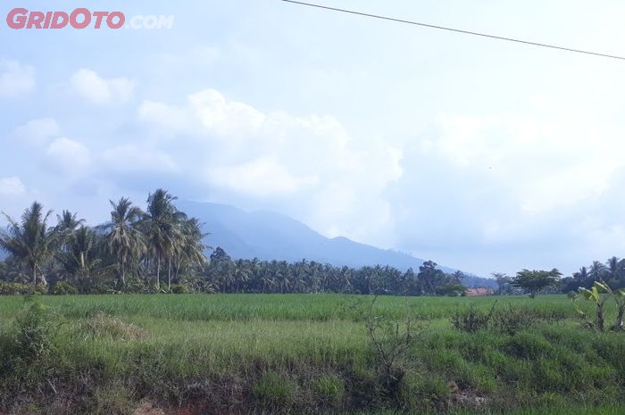 Pemandangan sawah di Jl Sudirman, Bakauheni - Bandar Lampung