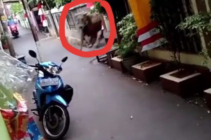 Seekor sapi kurban yang lepas menyeruduk motor milik warga