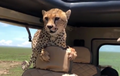 Ngeri! Pria Ini Mencoba Tidak Panik Saat Seekor Cheetah Masuk Ke Mobilnya