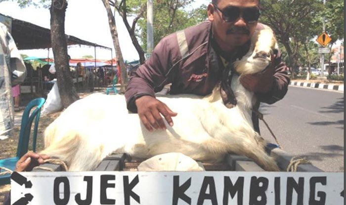 Ojek kambing menjadi andalan di Surabaya