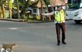 Viral...Polisi Lalu Lintas Seberangkan Kucing, Ekspresinya Tetap Cool Kayak Atur Kendaraan