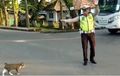 Viral...Polantas Bantu Kucing Nyebrang Jalan Panen Pujian, Gayanya Itu Lo