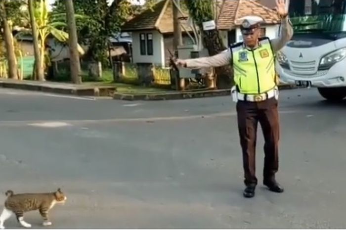 Polisi seberangkan seekor kucing