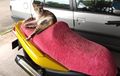 Jok Motor Rusak Karena Dicakar Kucing, Ini Triknya Biar Aman