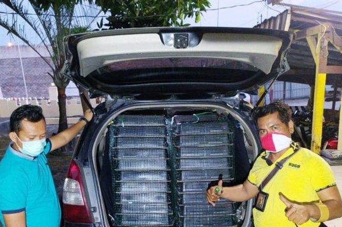 Kabin Toyota Kijang Innova pelat D yang dicegat di pelabuhan Bakauheni berisi puluhan burung kacer tanpa dokumen