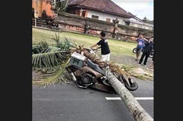 Vespa ditimpa pohon kelapa tumbang di Sukawati, Gianyar, Bali