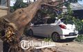 Mantap! Pemilik Kendaraan Ketiban Pohon Tumbang,  Bisa Ganti Rugi