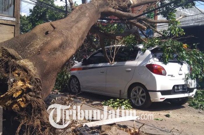 Ilustrasi. Pohon beringin tumbang timpa mobil