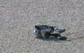 Cal Crutchlow Cedera Parah Gara-gara Crash di FP2 MotoGP Australia