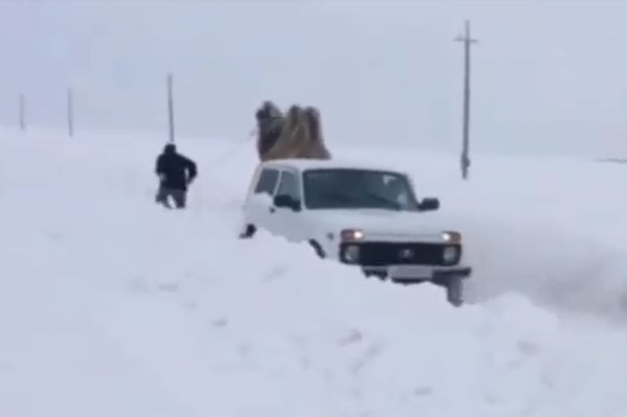 Mobil terjebak di salju dan diderek oleh unta