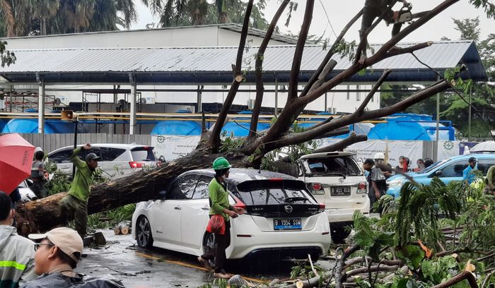 Pohon Besar Jadi Tontonan, Rebah Di Atas Toyota Fortuner dan  Mobil Listrik Nissan 