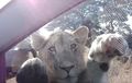 Ngeri-ngeri Gemas, Video Singa Afrika Penasaran Mau Masuk Mobil