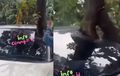 Viral di Medsos Pohon Bak Tumbuh Dari Kabin Mobil di Bogor, Fakta Sebenarnya Begini