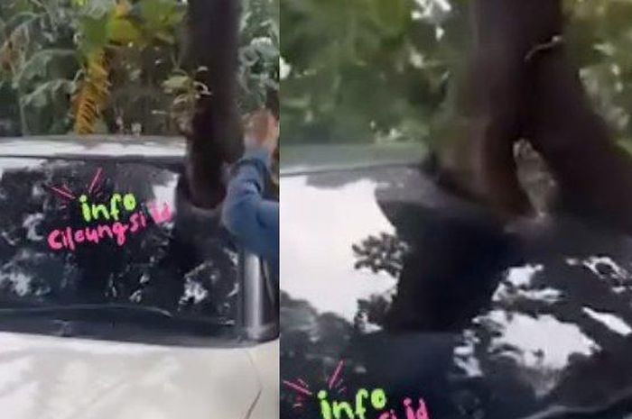 Mobil bak ditumbuhi pohon dari dalam di Bogor, ternyata ini fakta sebenarnya