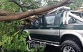 Mitsubishi L200 Strada Rem Mendadak, Atap Ringsek Jadi Alas Pohon Tumbang