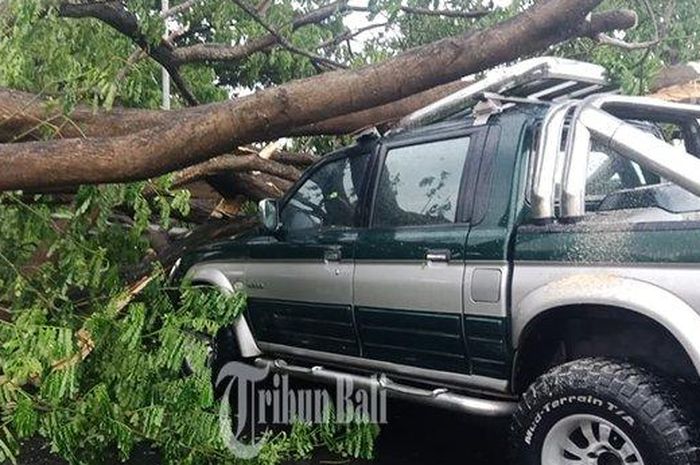 Mitsubishi L200 Strada tertimpa pohon di Bali