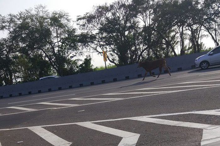 Seekor sapi berwarna cokelat yang tengah dibawa mobil pick up lepas dari ikatannya di Tol Waru Sidoarjo, Sabtu (10/8/2019).