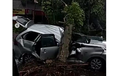 Duka Dari Kabin Avanza, Pohon Tumbang Tepat Di Atap Pengemudi