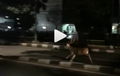 Wuahh...Rusa Lepas Di Jalan Raya Kalibata, Netizen Bilang The Real Kijang