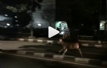 Wuahh...Rusa Lepas Di Jalan Raya Kalibata, Netizen Bilang The Real Kijang