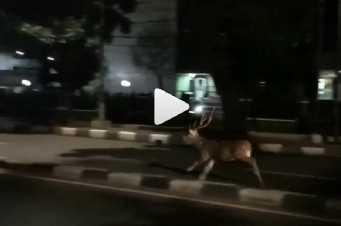 Seekor rusa melintas di jalan raya Kalibata